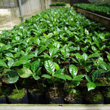 Tonkla-Nursery-coffee