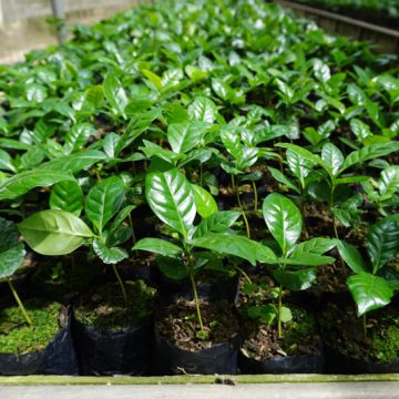 Tonkla-Nursery-coffee