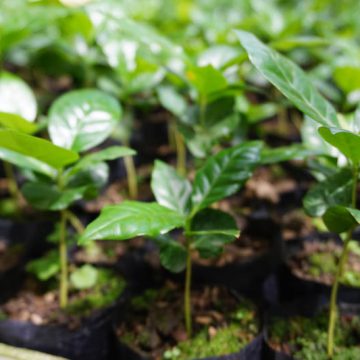 Tonkla-Nursery-coffee