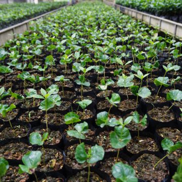 Tonkla-Nursery-coffee