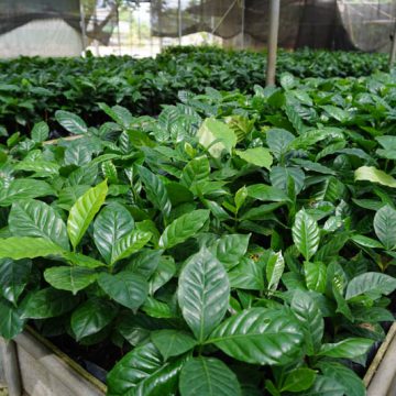 Tonkla-Nursery-coffee